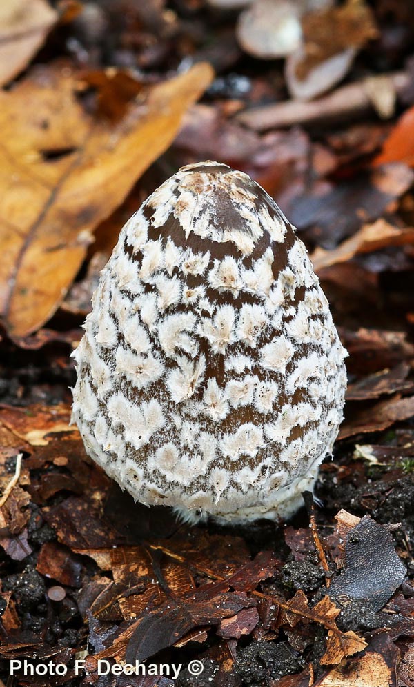 Coprinopsis picacea