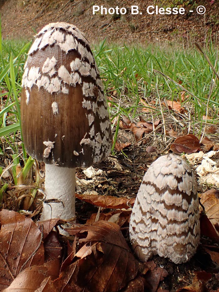 Coprinopsis picacea