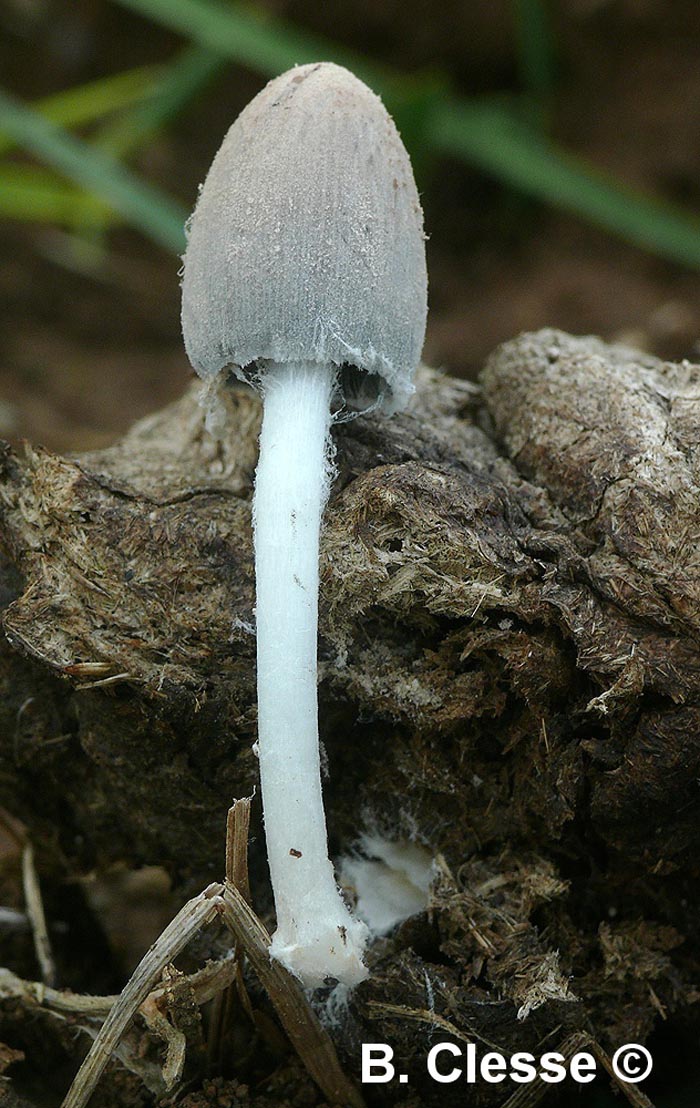 Coprinopsis pseudonivea