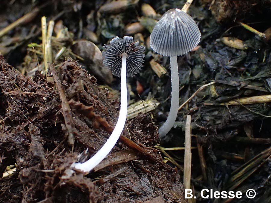 Coprinus lagopus (Coprinopsis radiata)