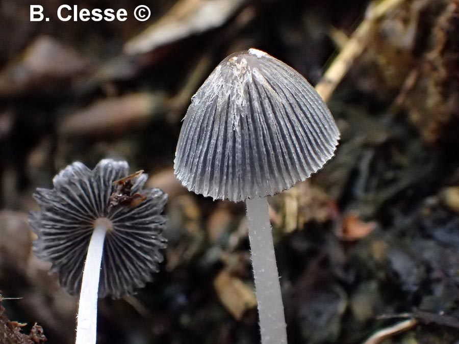 Coprinus lagopus (Coprinopsis radiata)