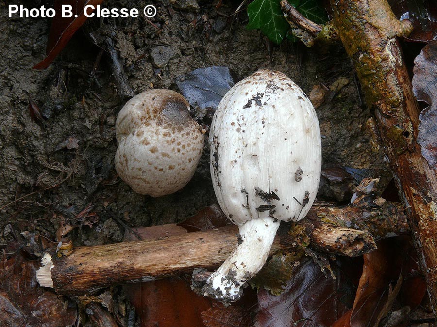 Coprinopsis romagnesiana