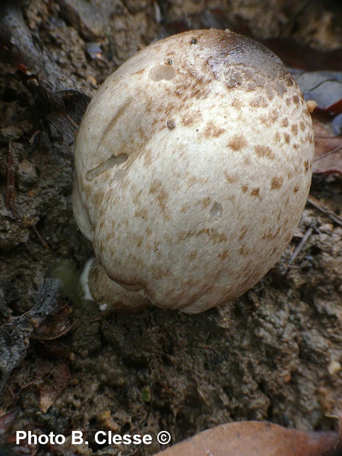 Coprinopsis romagnesiana