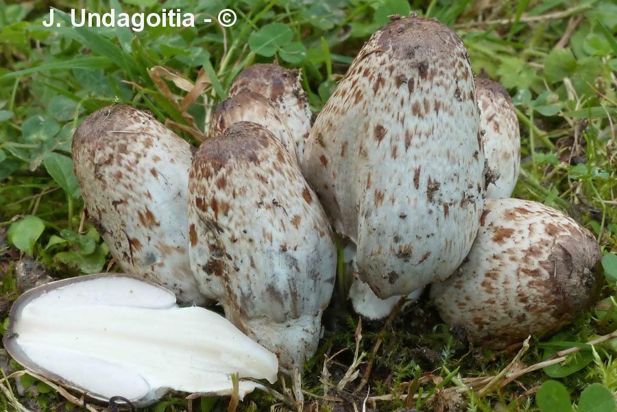 Coprinopsis romagnesiana