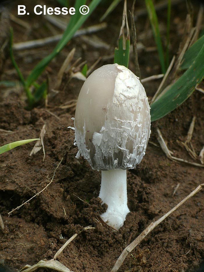 Coprinopsis stangliana