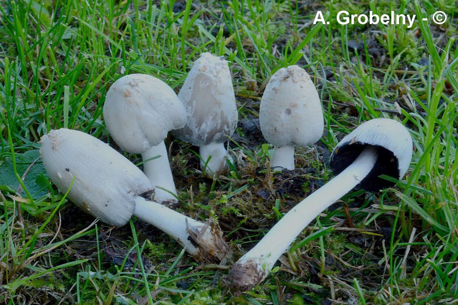 Coprinopsis stangliana