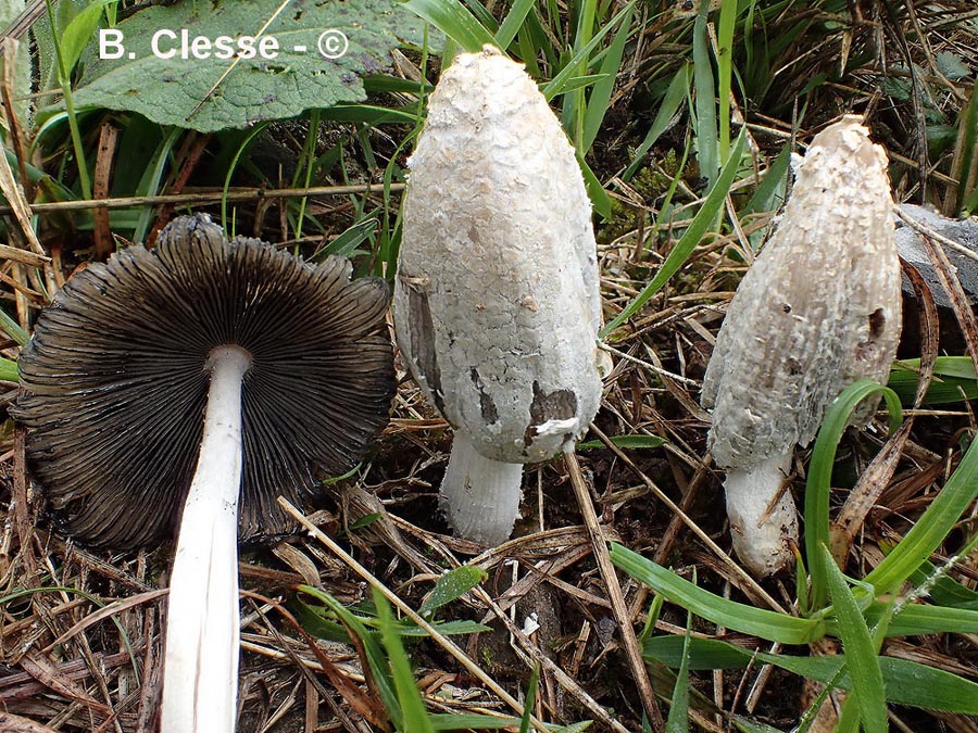 Coprinopsis stangliana