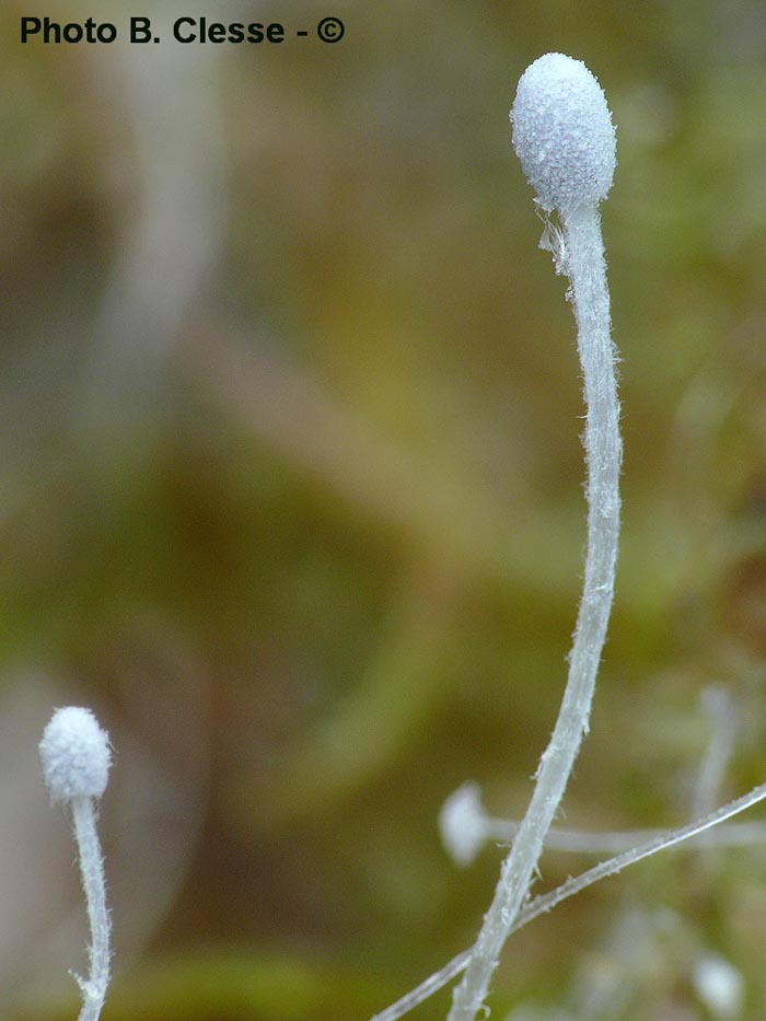 Coprinus stercoreus