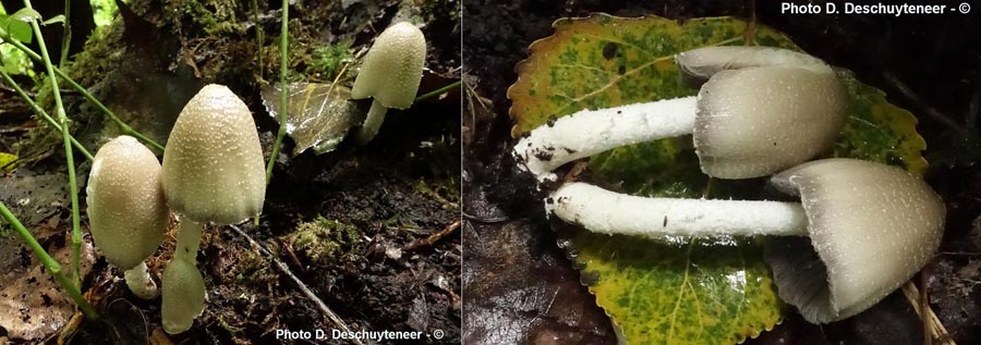 Coprinopsis strossmayeri