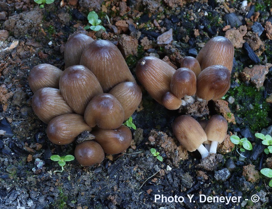 Coprinus angulatus