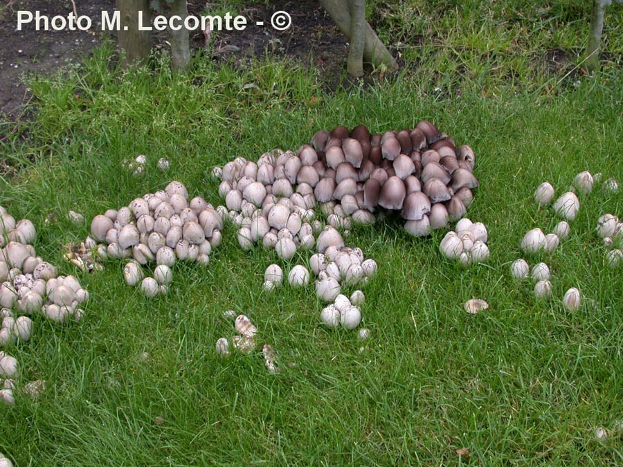 Coprinus atramentarius (Coprinopsis atramentaria)