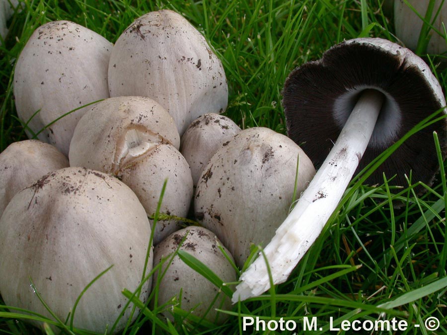 Coprinus atramentarius (Coprinopsis atramentaria)