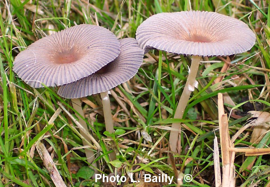 Parasola auricoma (Coprinus auricomus)