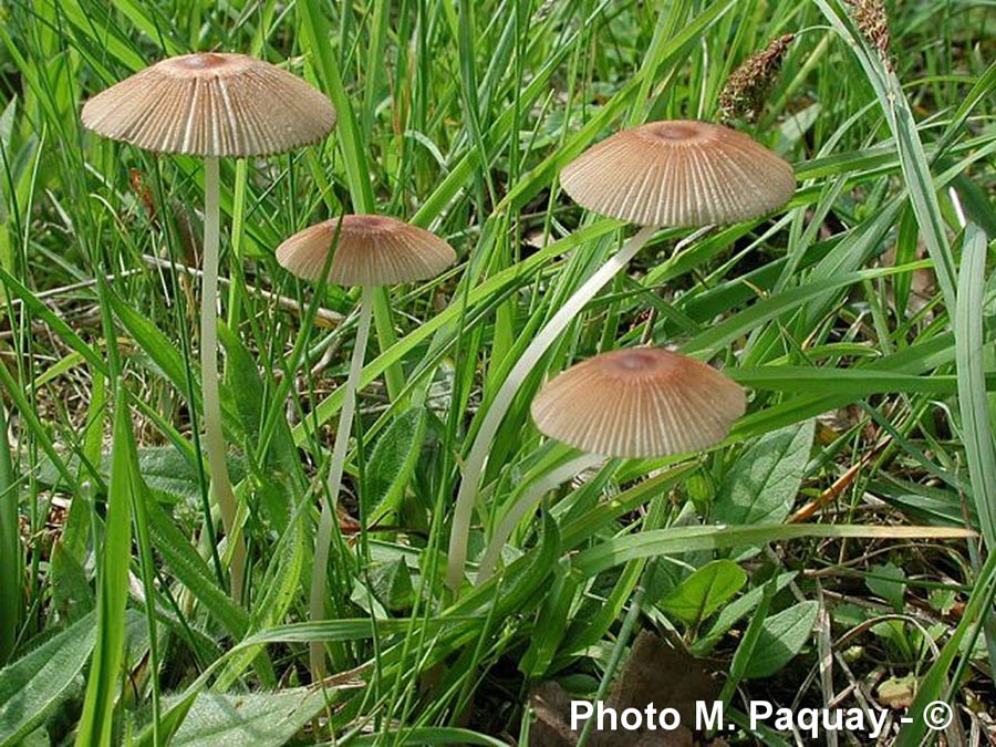 Parasola auricoma (Coprinus auricomus)