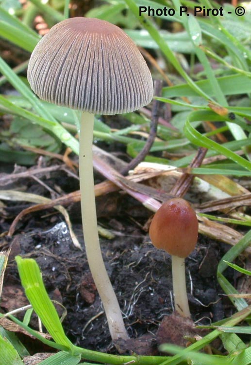 Parasola auricoma (Coprinus auricomus)