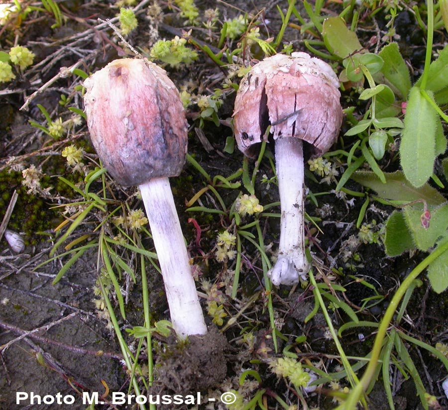 Coprinus calyptratus