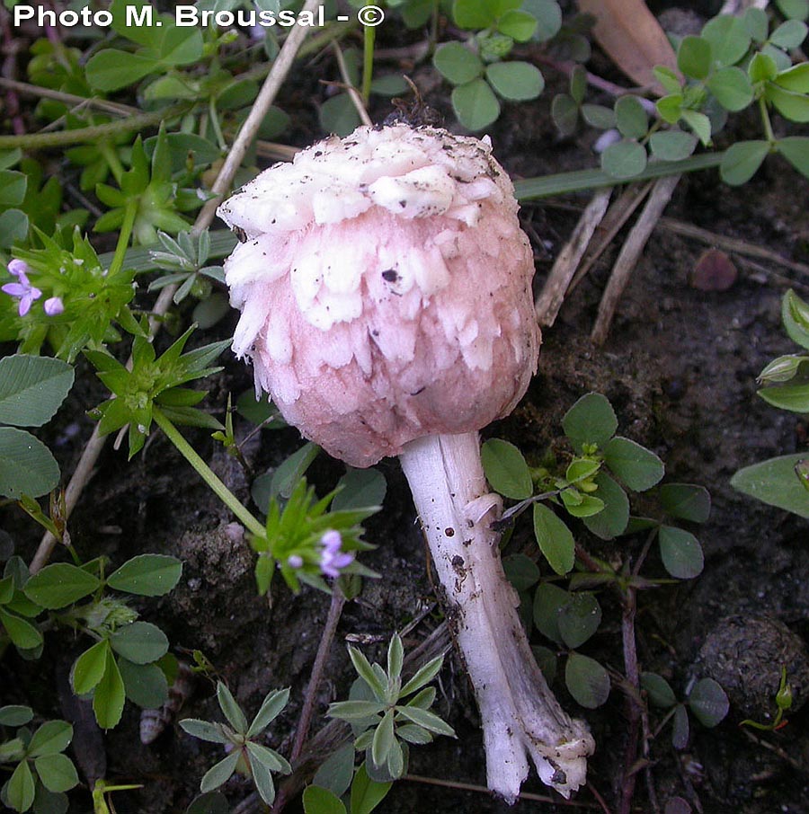 Coprinus calyptratus