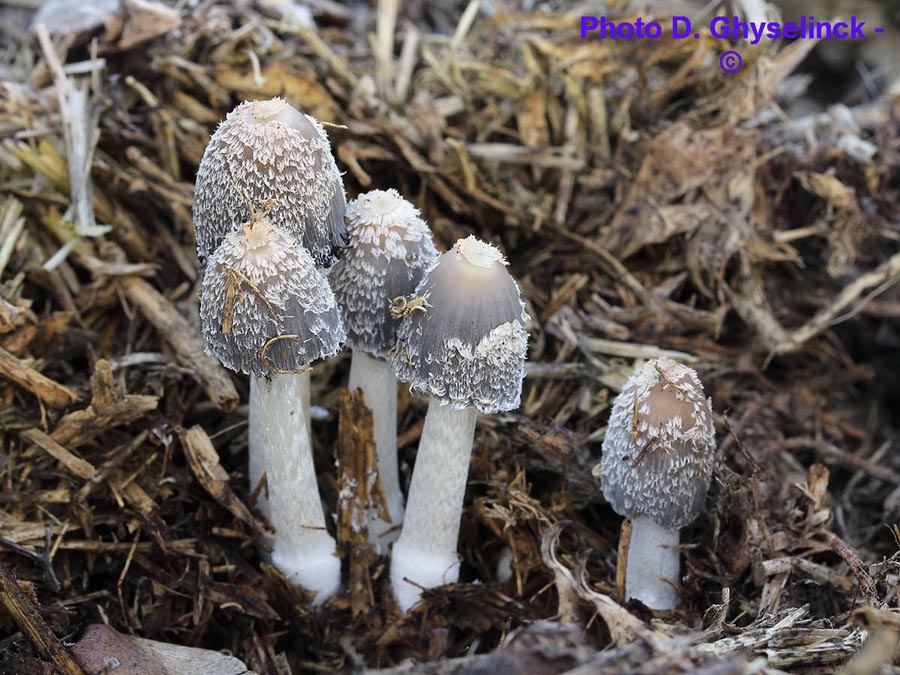 Coprinus cinereus