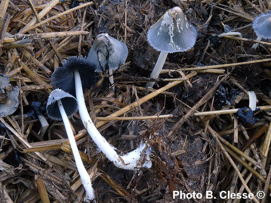 Coprinus cinereus