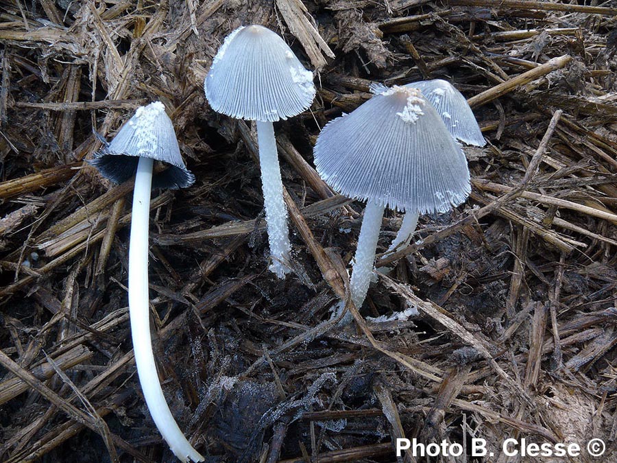 Coprinus cinereus