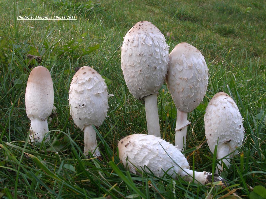 Coprinus comatus