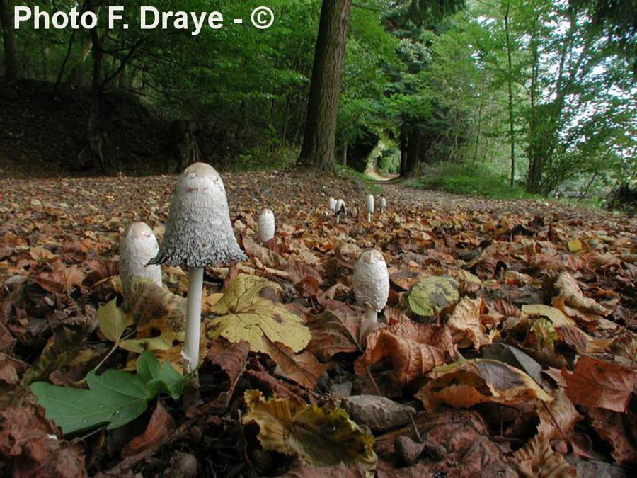 Coprinus comatus