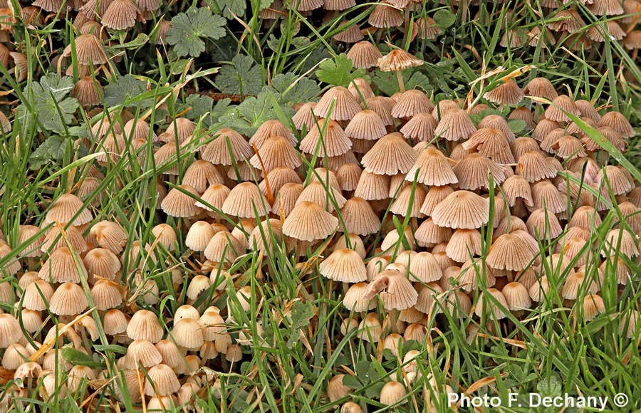 Coprinus disseminatus (Coprinellus disseminatus)