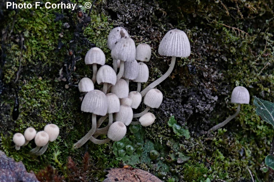 Coprinus disseminatus (Coprinellus disseminatus)