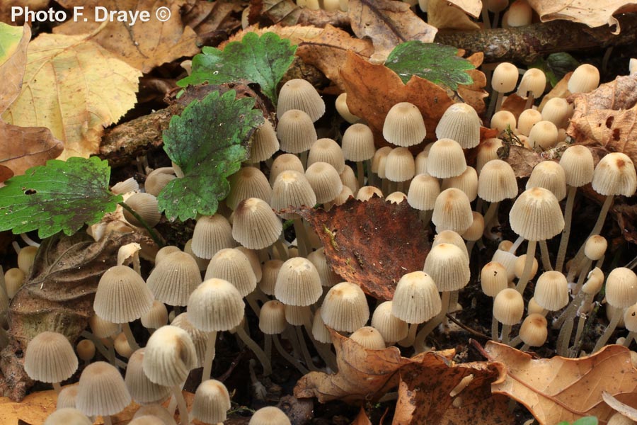 Coprinus disseminatus (Coprinellus disseminatus)