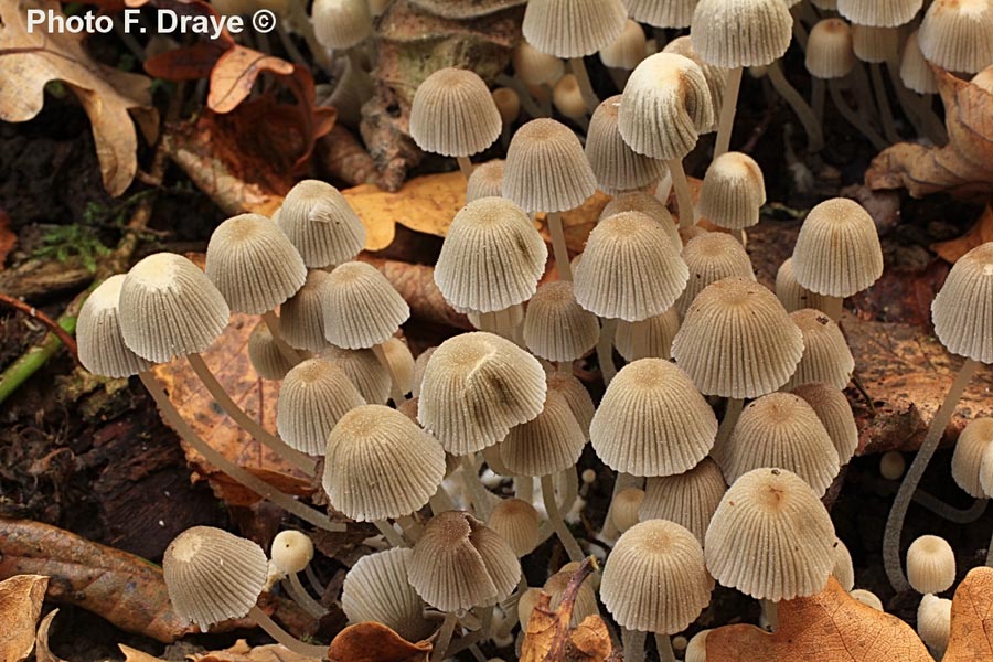 Coprinus disseminatus (Coprinellus disseminatus)