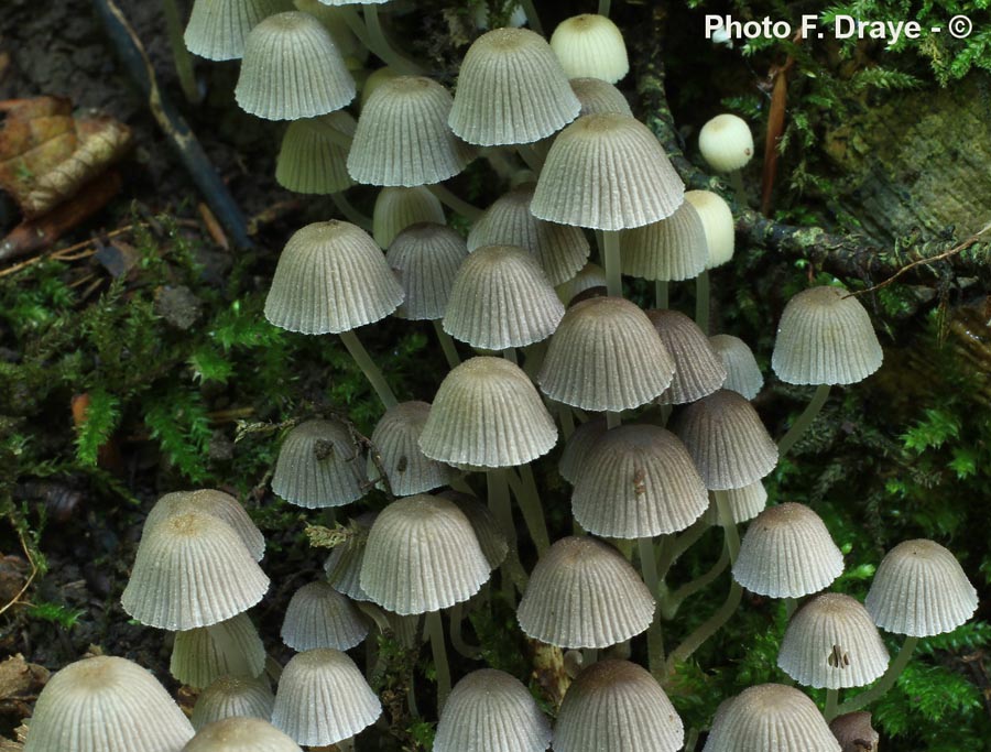 Coprinus disseminatus (Coprinellus disseminatus)