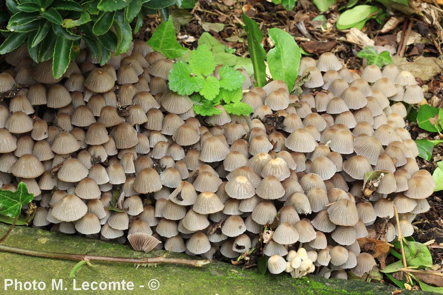 Coprinus disseminatus (Coprinellus disseminatus)