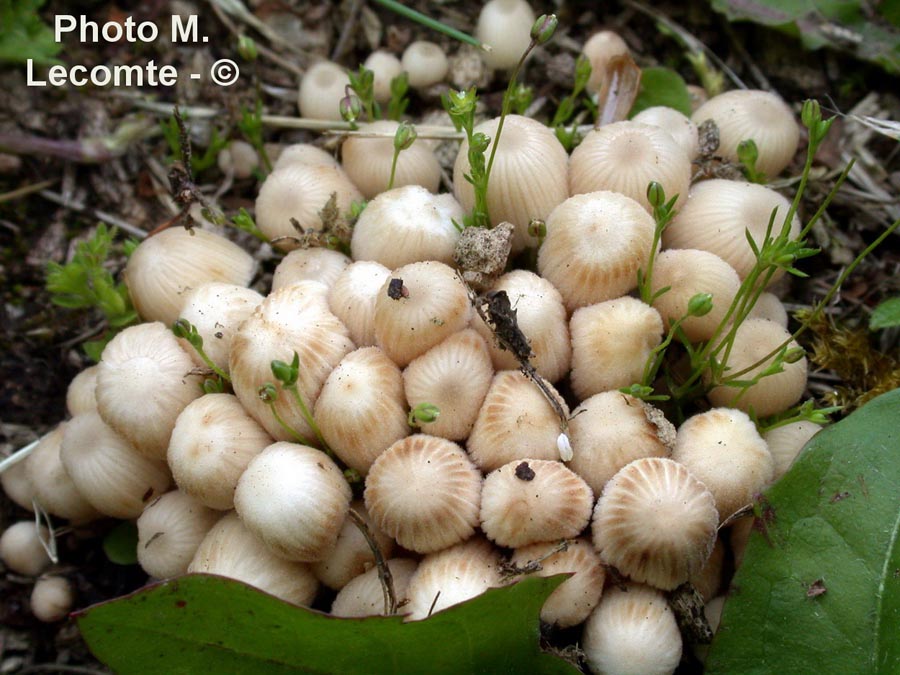 Coprinus disseminatus (Coprinellus disseminatus)