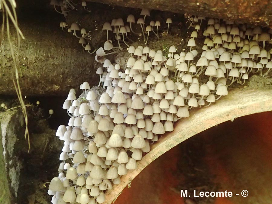 Coprinus disseminatus (Coprinellus disseminatus)