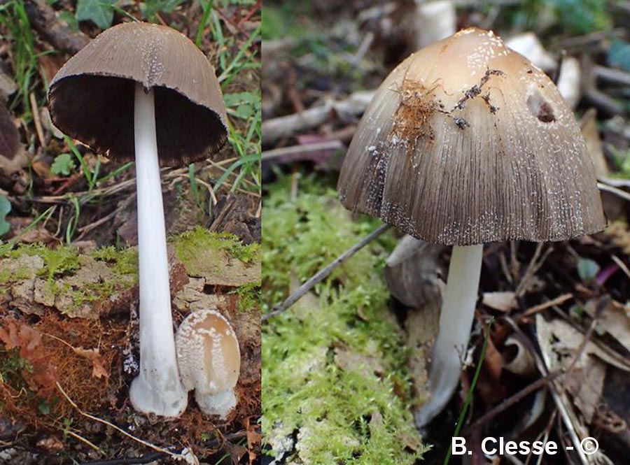 Coprinellus domesticus (Coprinus domesticus)