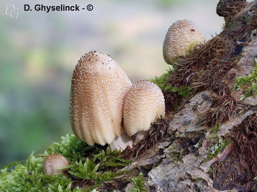 Coprinellus domesticus (Coprinus domesticus)