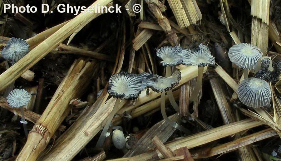 Coprinus ephemeroides