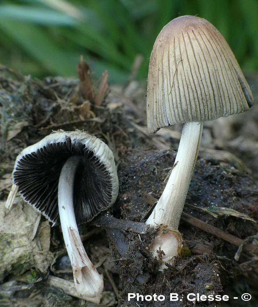 Coprinellus ephemerus