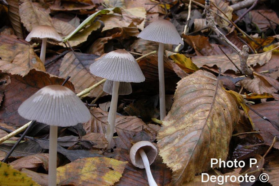 Coprinus impatiens