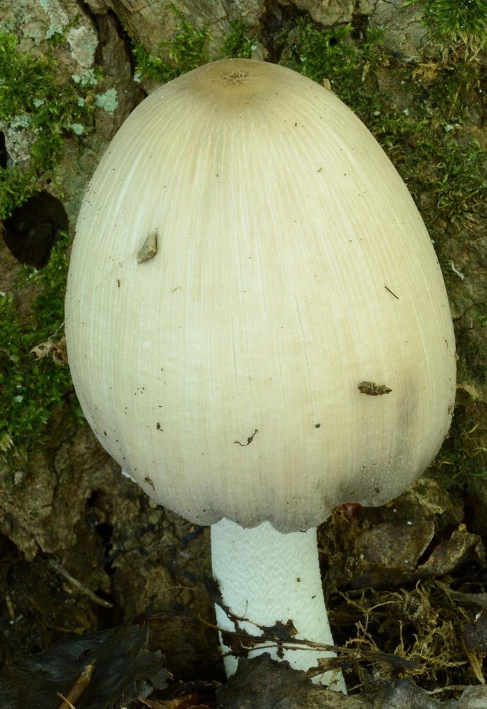 Coprinus insignis (Coprinopsis insignis)