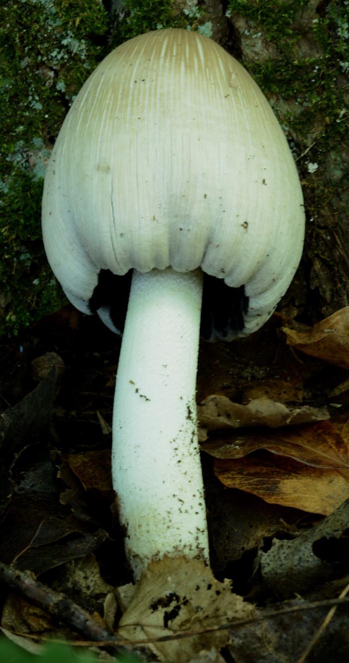 Coprinus insignis (Coprinopsis insignis)