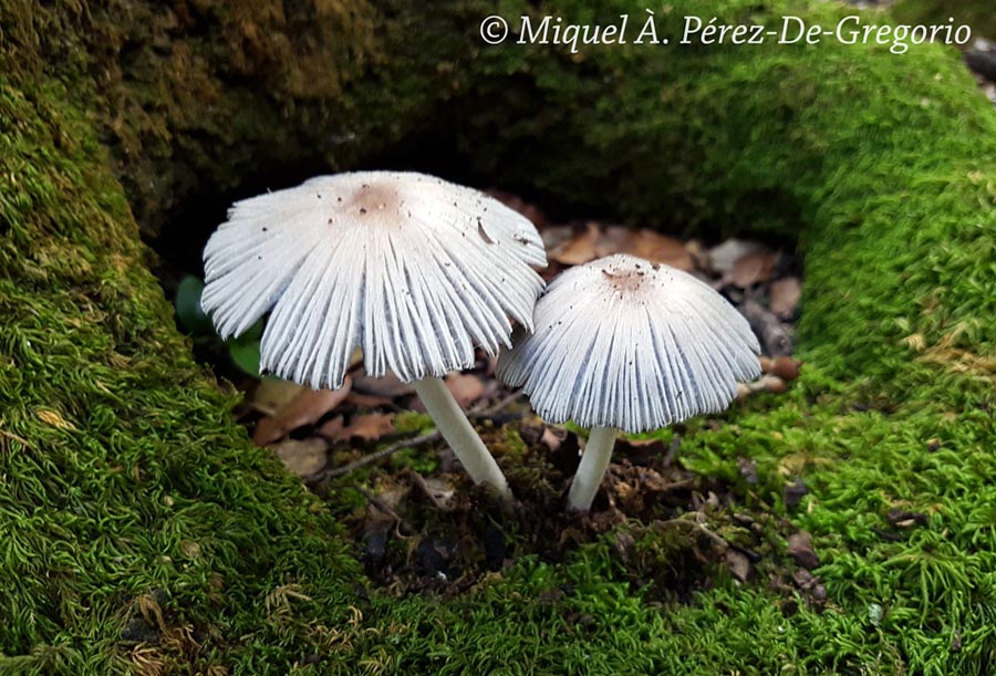 Coprinus insignis (Coprinopsis insignis)