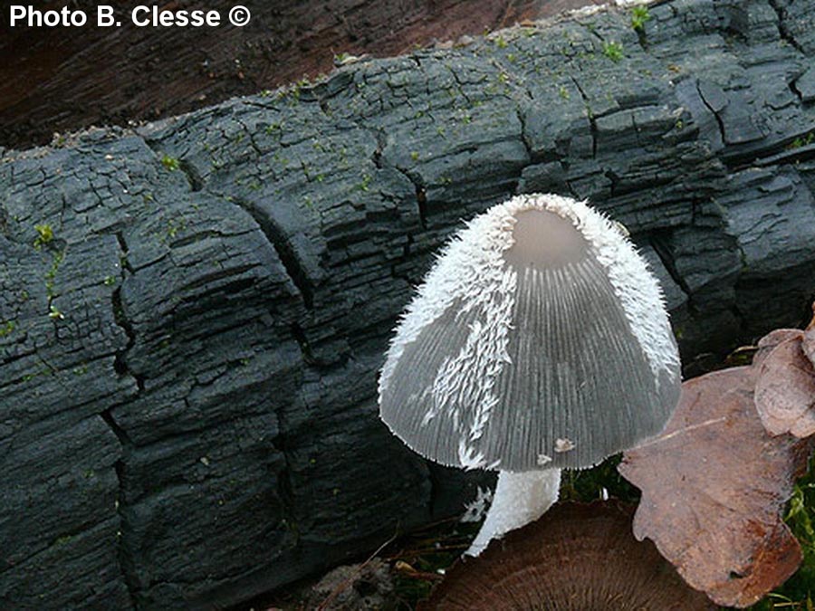 Coprinopsis jonesii (Coprinus lagopides)