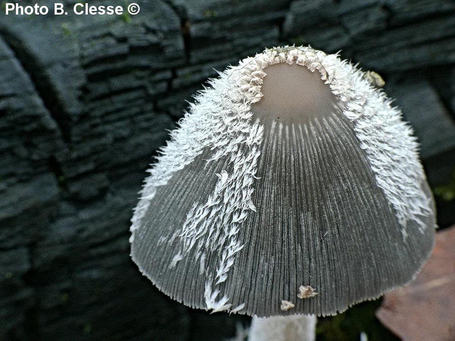 Coprinopsis jonesii (Coprinus lagopides)