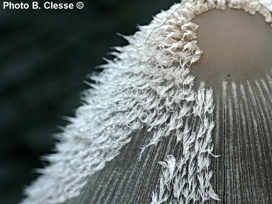 Coprinopsis jonesii (Coprinus lagopides)