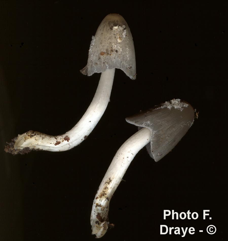 Coprinopsis jonesii (Coprinus lagopides)