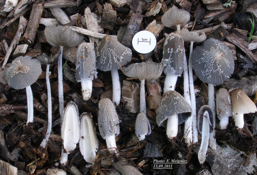 Coprinus lagopus (Coprinopsis radiata)