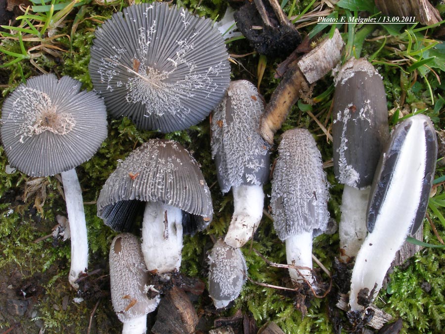 Coprinus lagopus (Coprinopsis radiata)