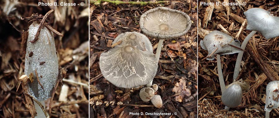 Coprinopsis lagopus