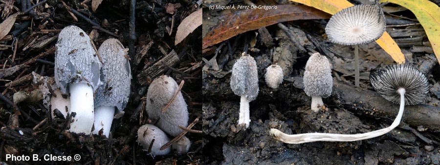 Coprinus lagopus (Coprinopsis radiata)